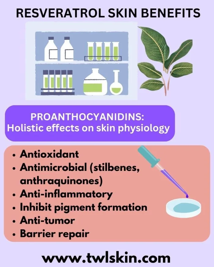Proanthocyanidin Holistic Effects on Skin Physiology