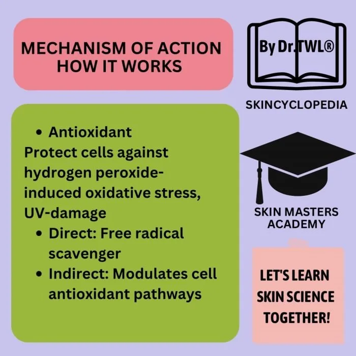 Mechanism of How Resveratrol Works as an Antioxidant
