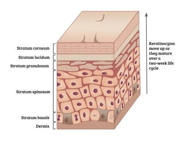 Skin Structure Diagram