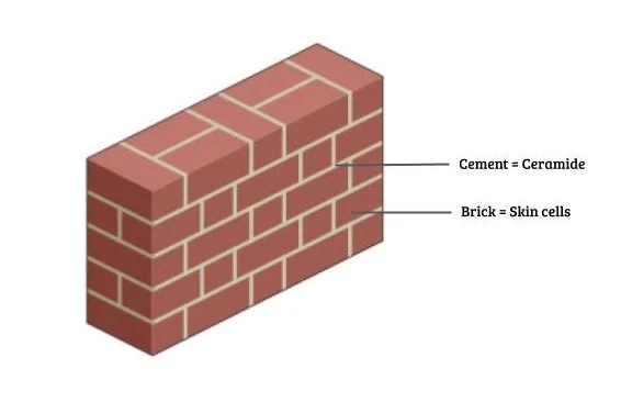 Ceramides for Skin Barrier Repair Model